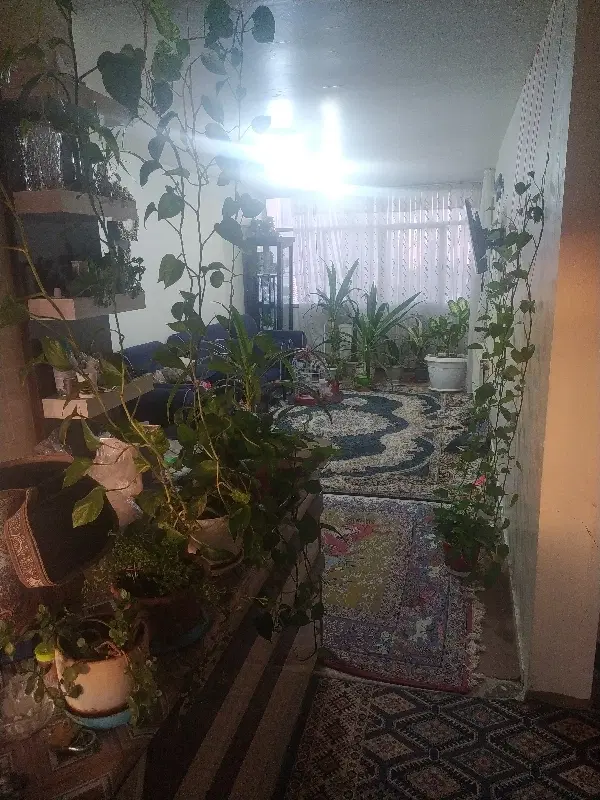 همخونه