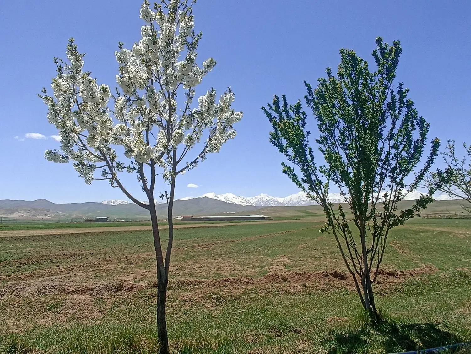 زمین روبه روی تالار باغ ارم