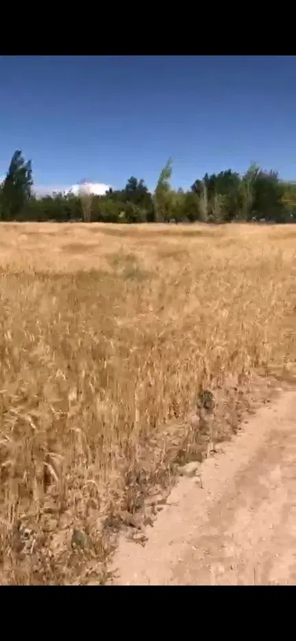 مزرعه زراعی گندم و جو