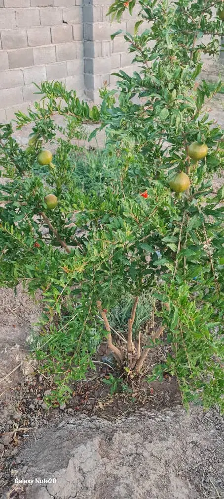 باغ شهری فیروزی مرودشت