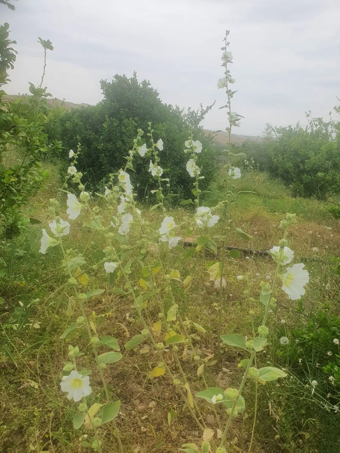 باغ مرکبات