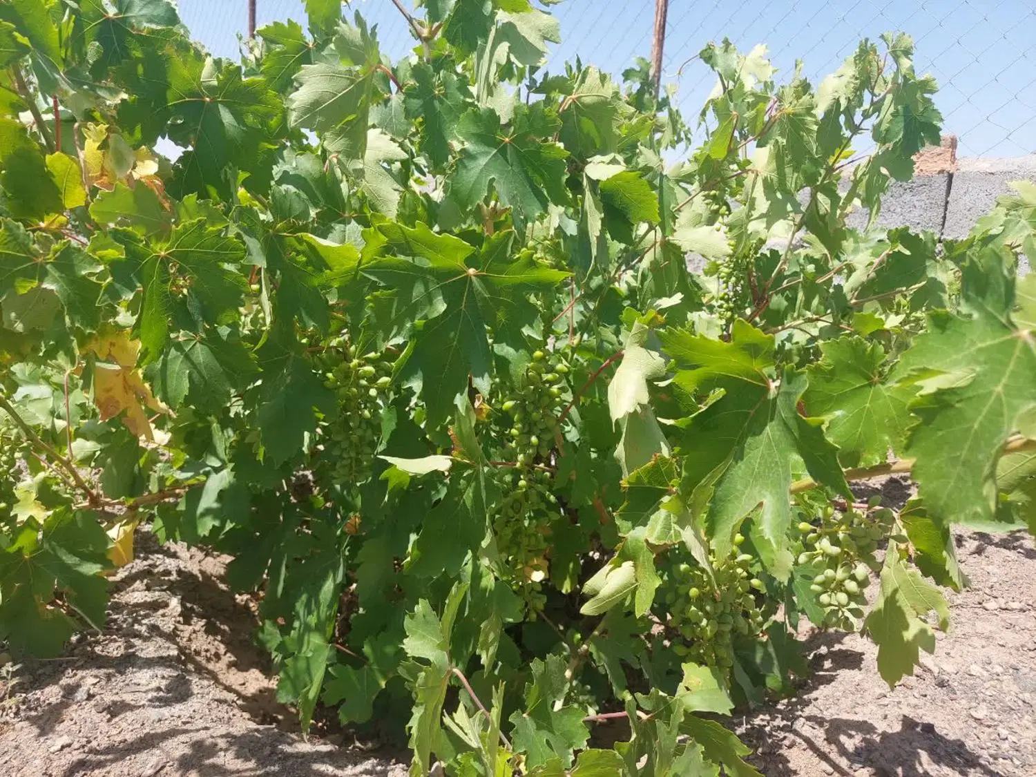 باغ جوزار قز (تانکراباد)
