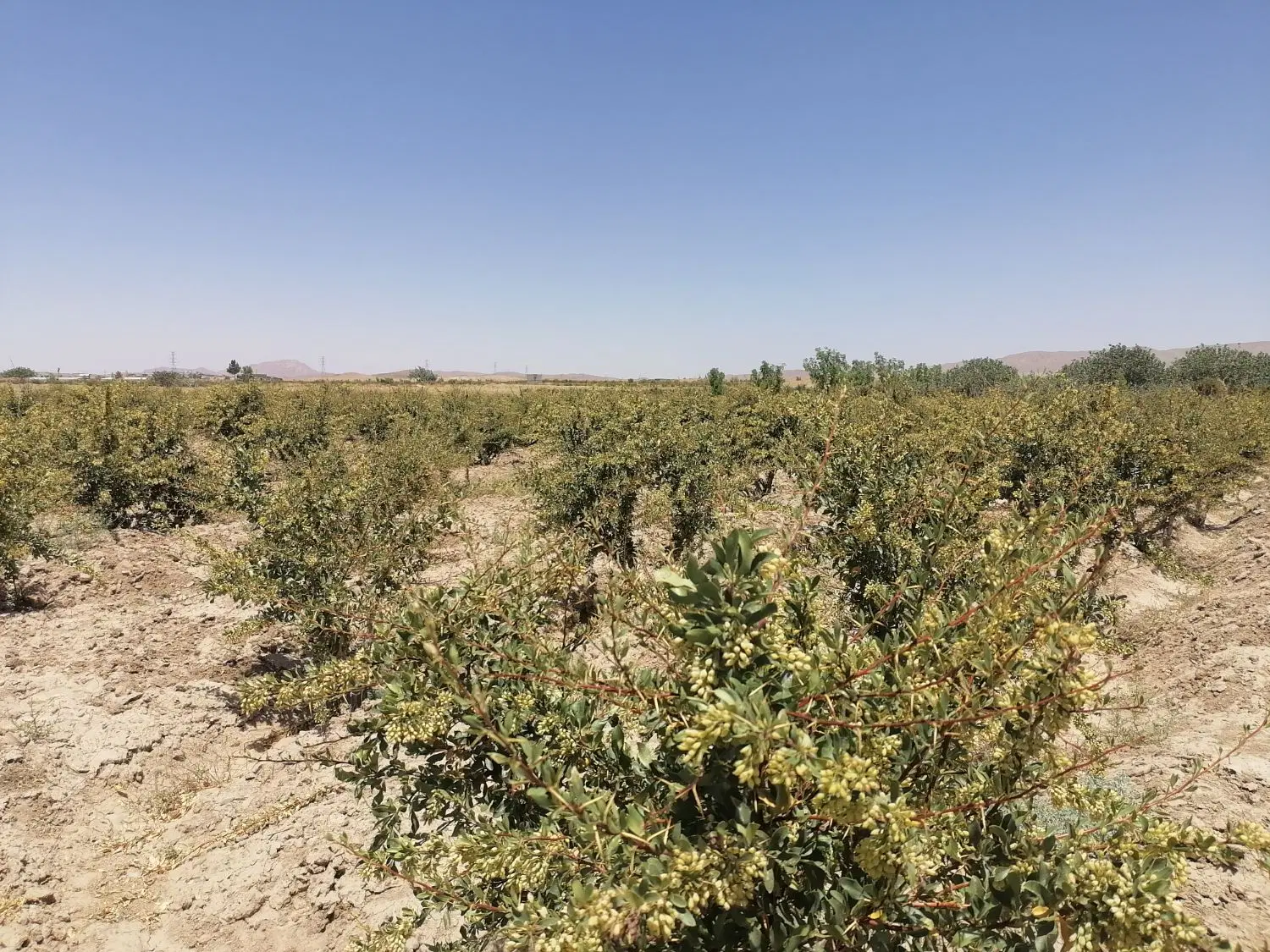 باغ زرشک و پسته و عناب آرین شهر