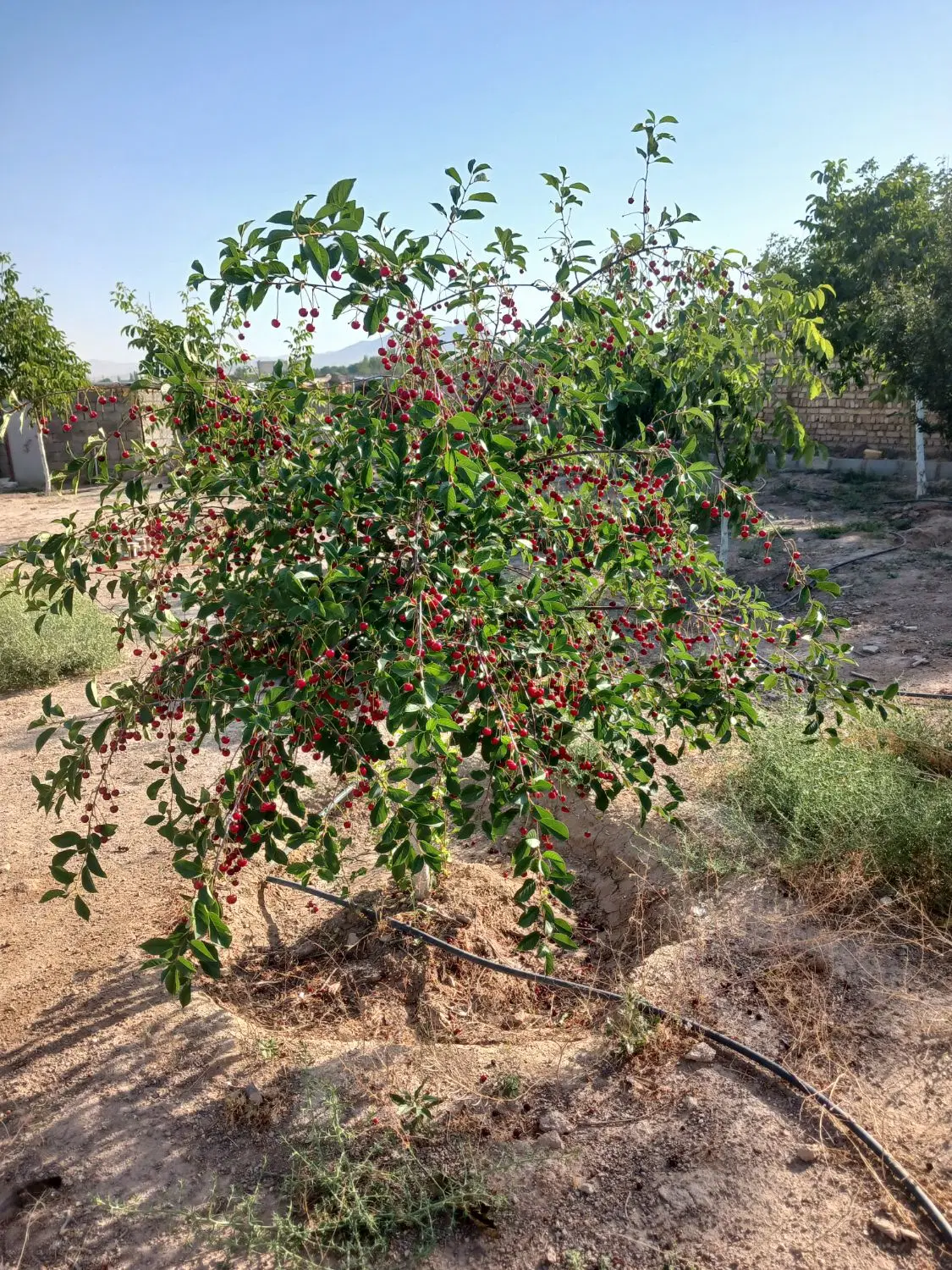 باغچه یکجا اتاق داره