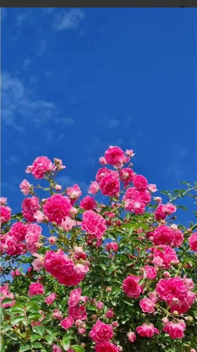 فروش باغ سیرچ