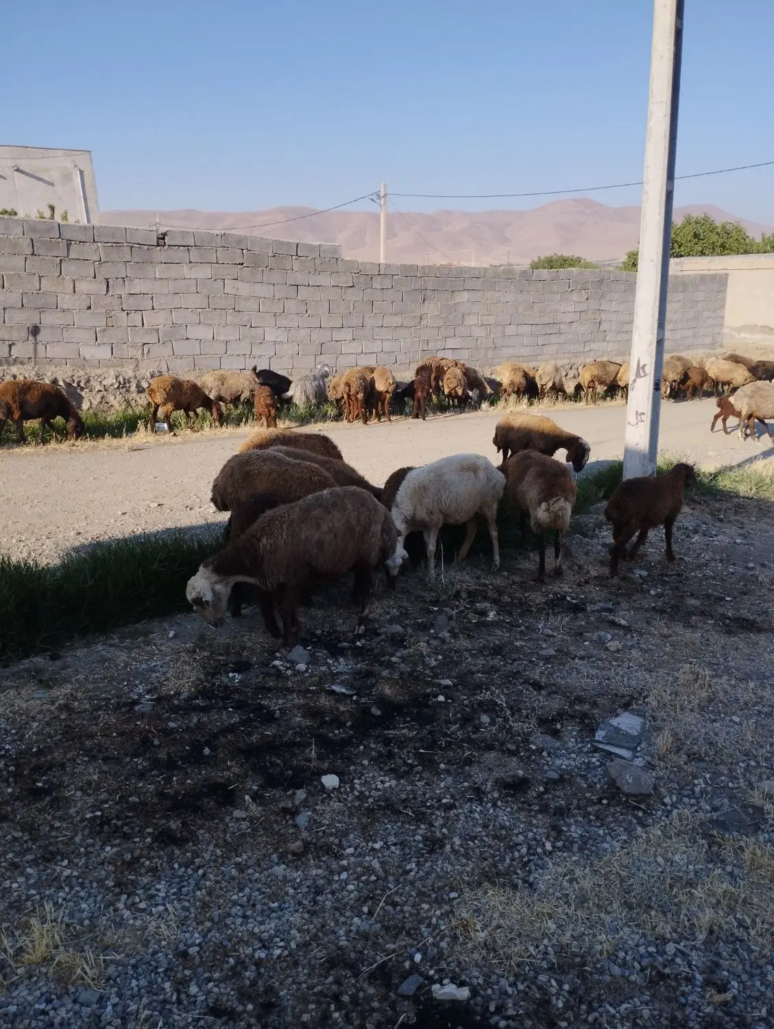 تعدادی گوسفند