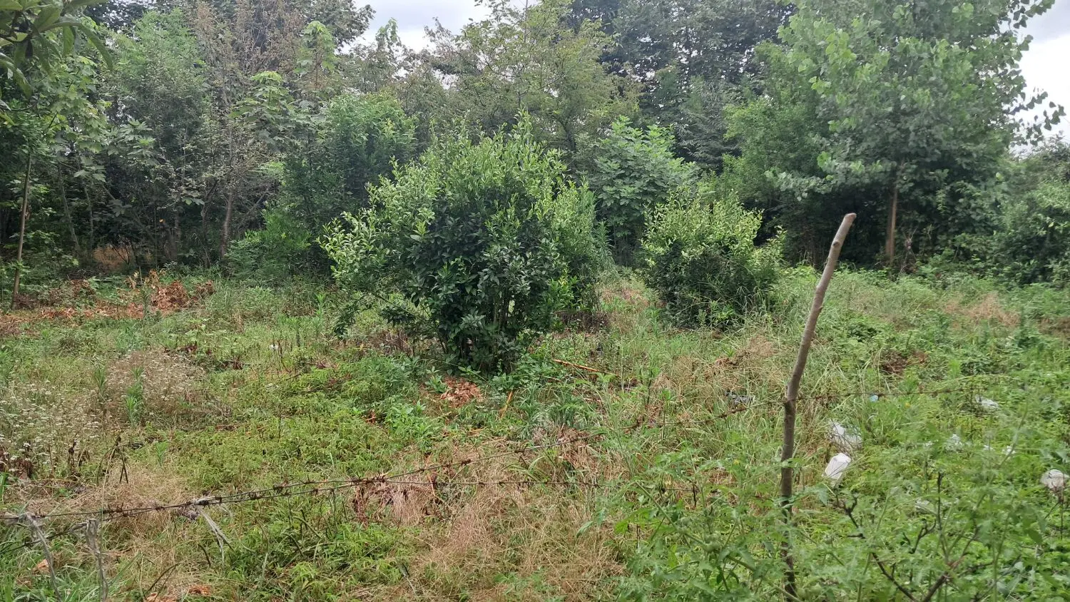 زمین مسکونی ۲۵۰ متری روستایی