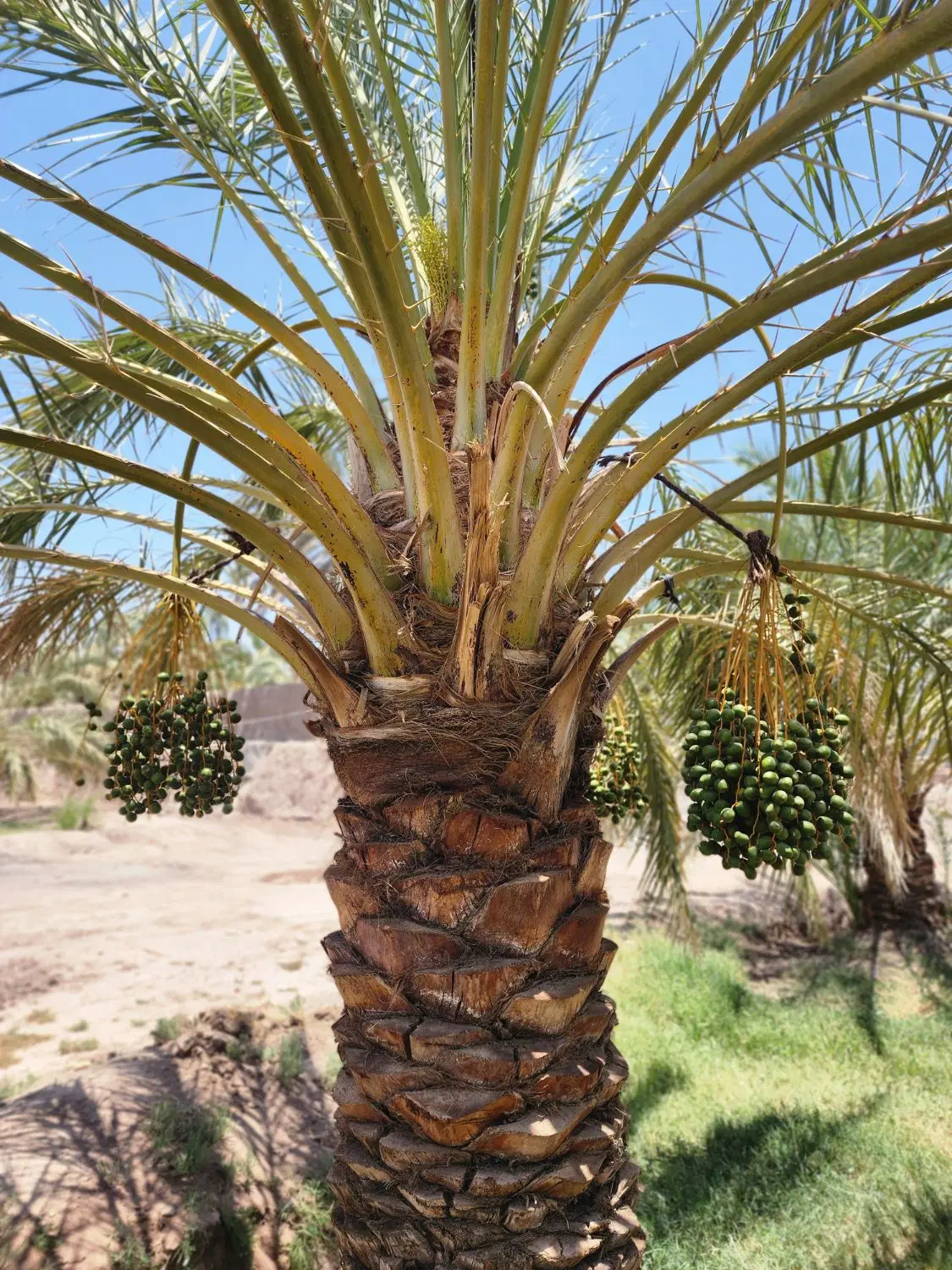 زمین باغی مصطفی خمینی