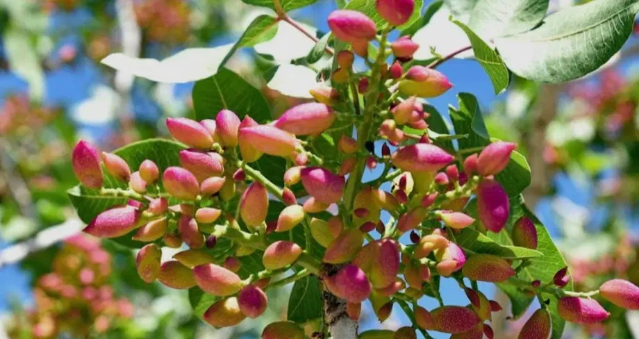 اراضی ۱۱ هکتاری پسته