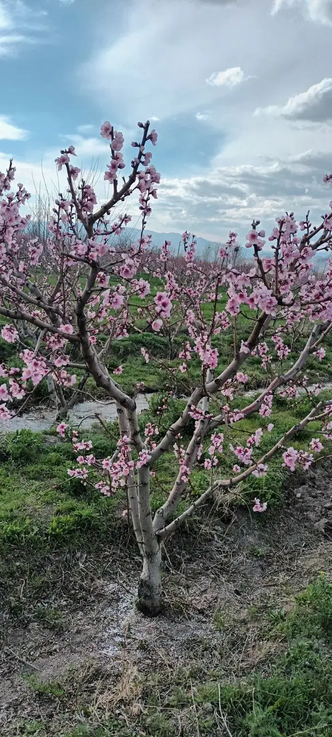 باغ شلیل ردگل ۵۰۰۰مترمربع در روستای بیجق کنارجاده