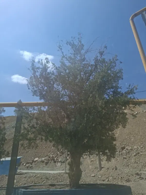 باغ پسته
