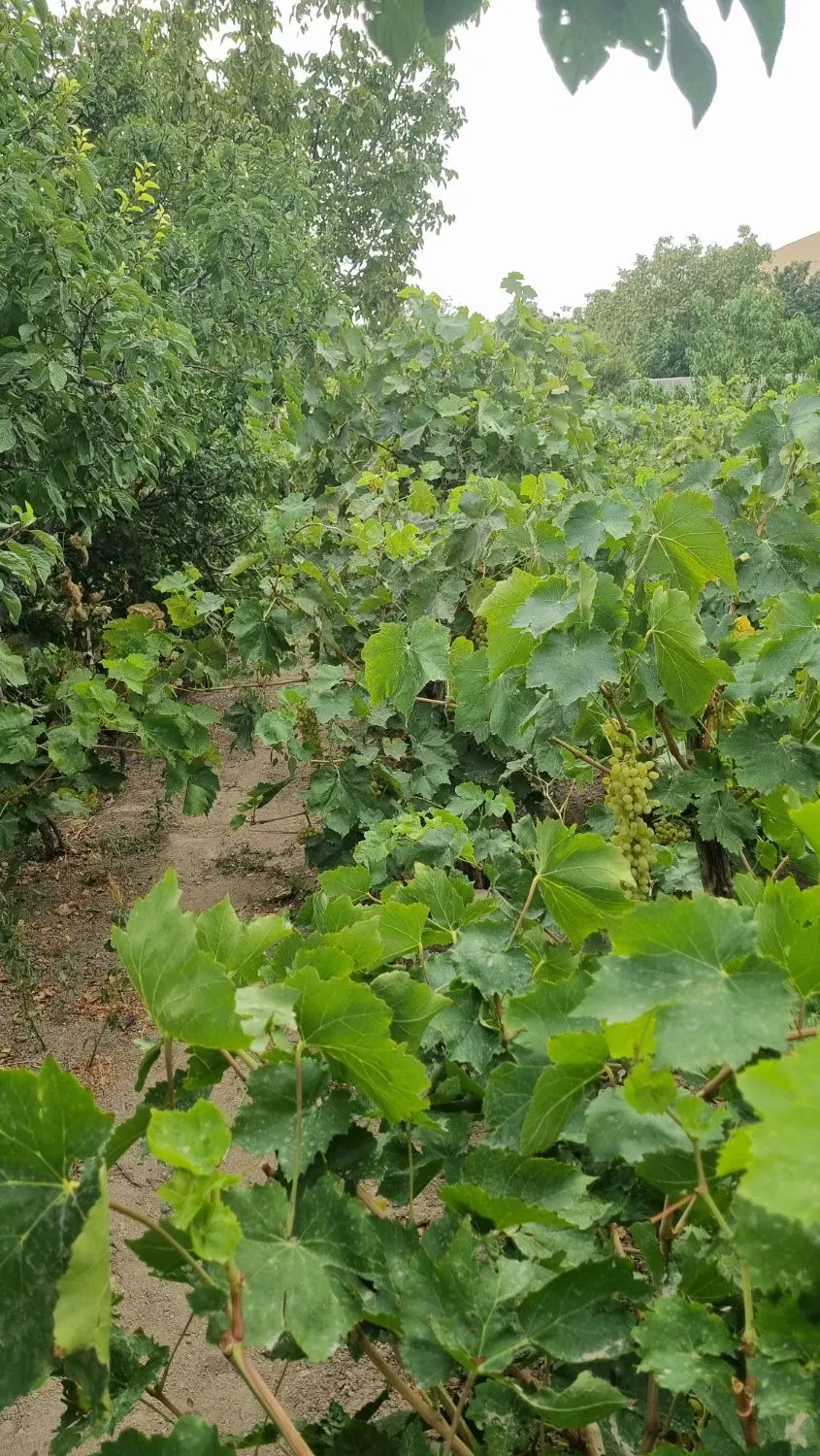 فروش باغ در سردرود  خلجان