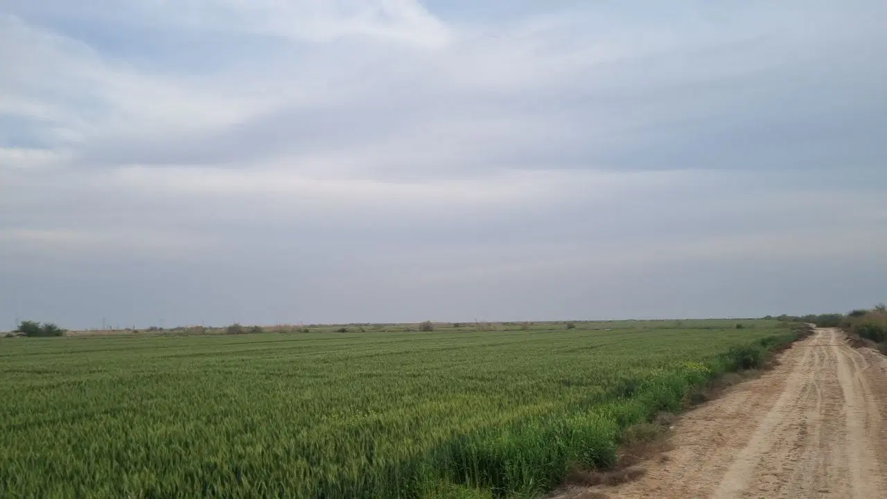 زمین کشاورزی اجاره داده میشود ....منطقه ماهشهر