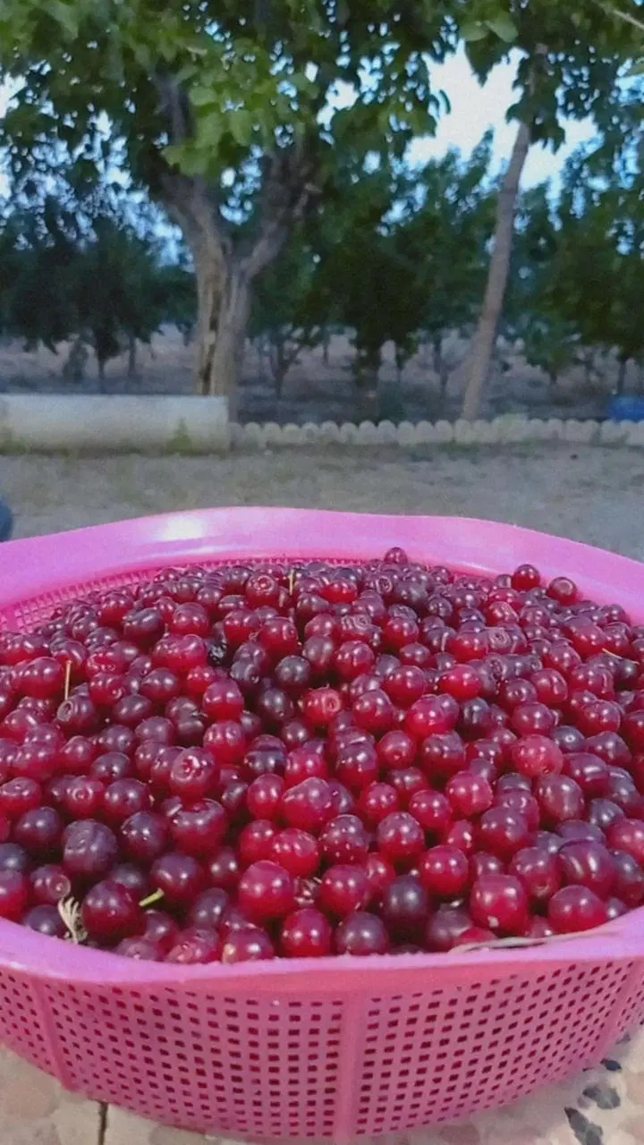 باغ ویلای بزرگ