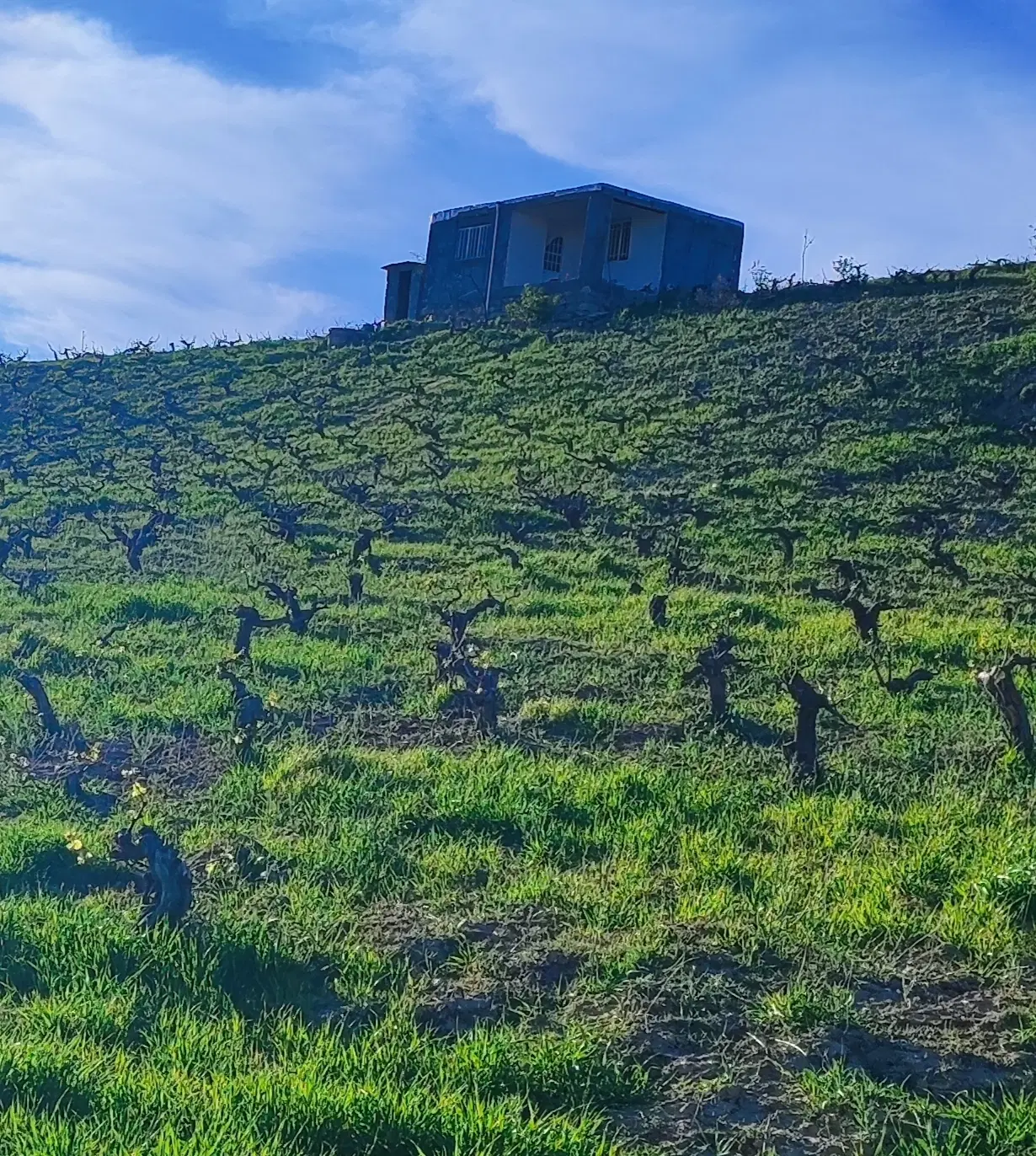 باغ انگور در پسرکانلو