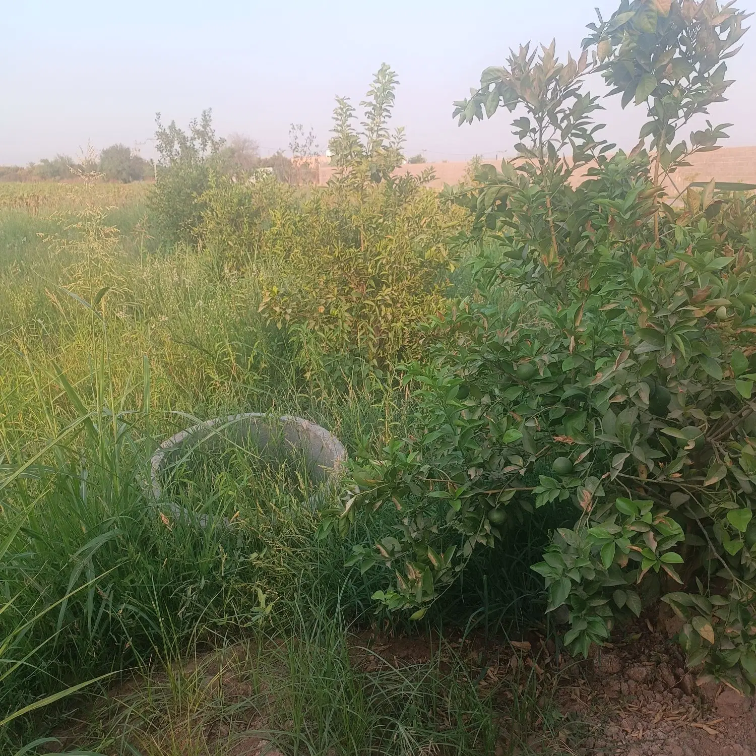 فروش باغچه برقدار ۸۰۰متری