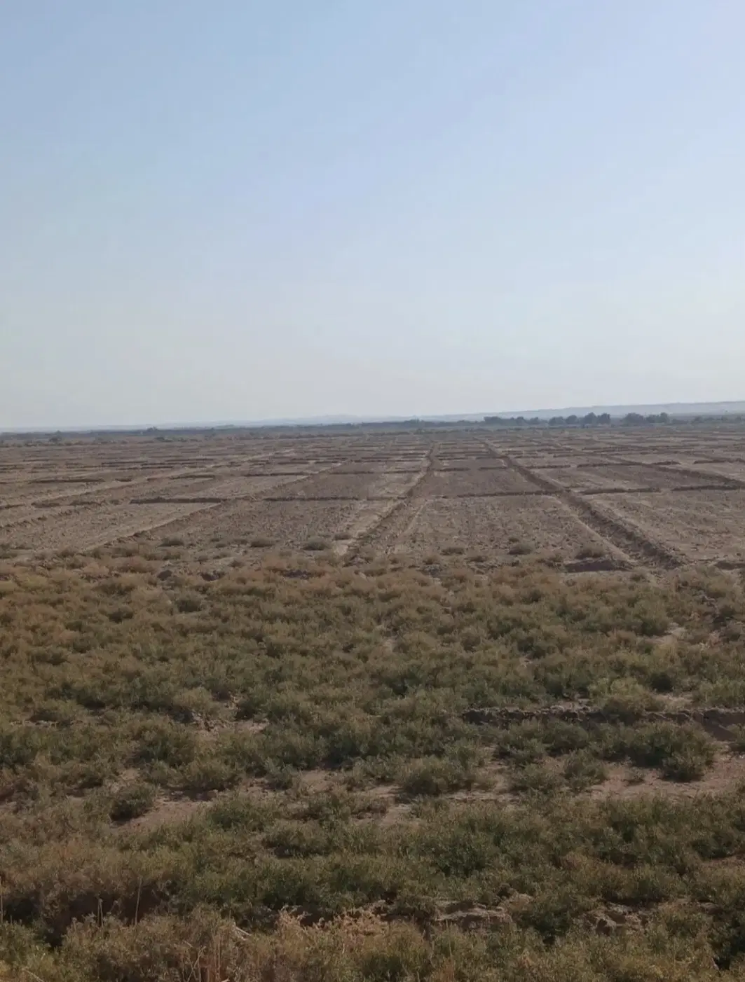 زمین کشاورزی