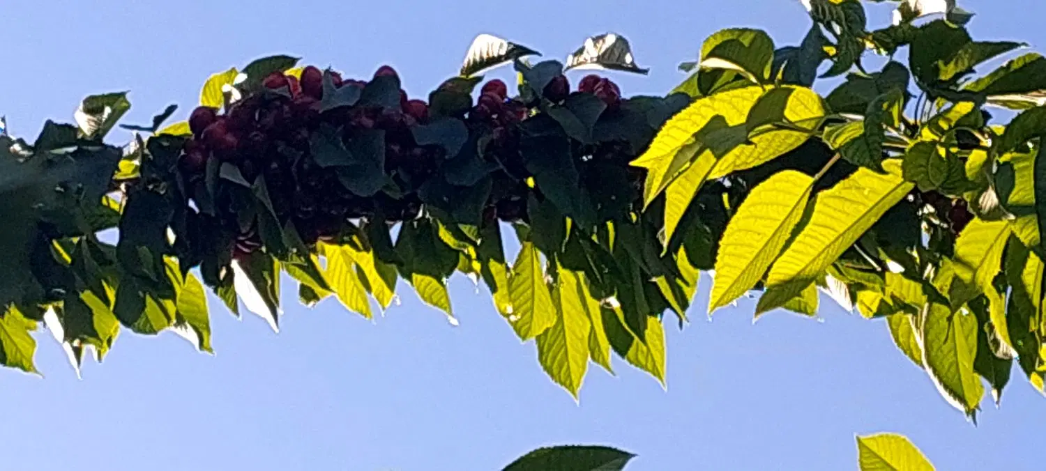 خانه باغ در آخر نایسر