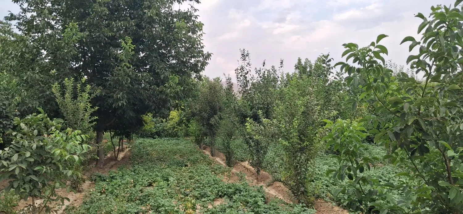 باغ زیر مسجد صادق آباد چولک