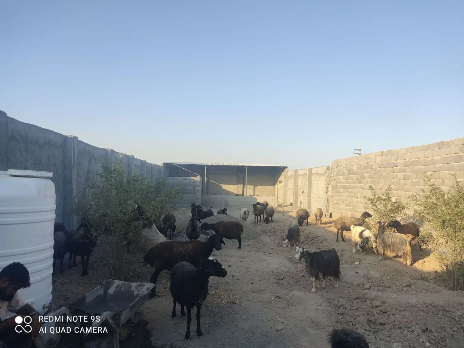 اجاره دامداری ۴۰۰ متری