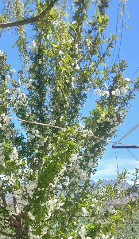 زمین باغی