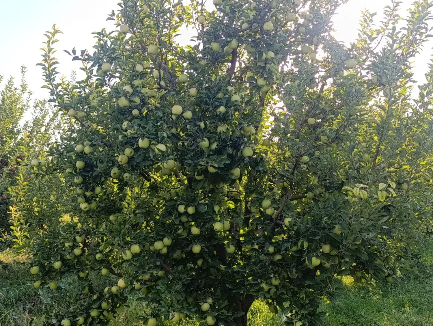 اجاره باغ سیب الوان