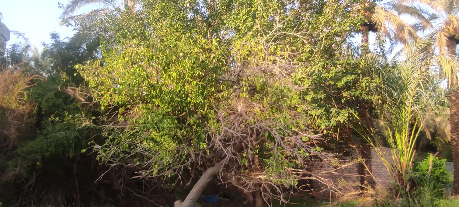 فروش زمین باغی