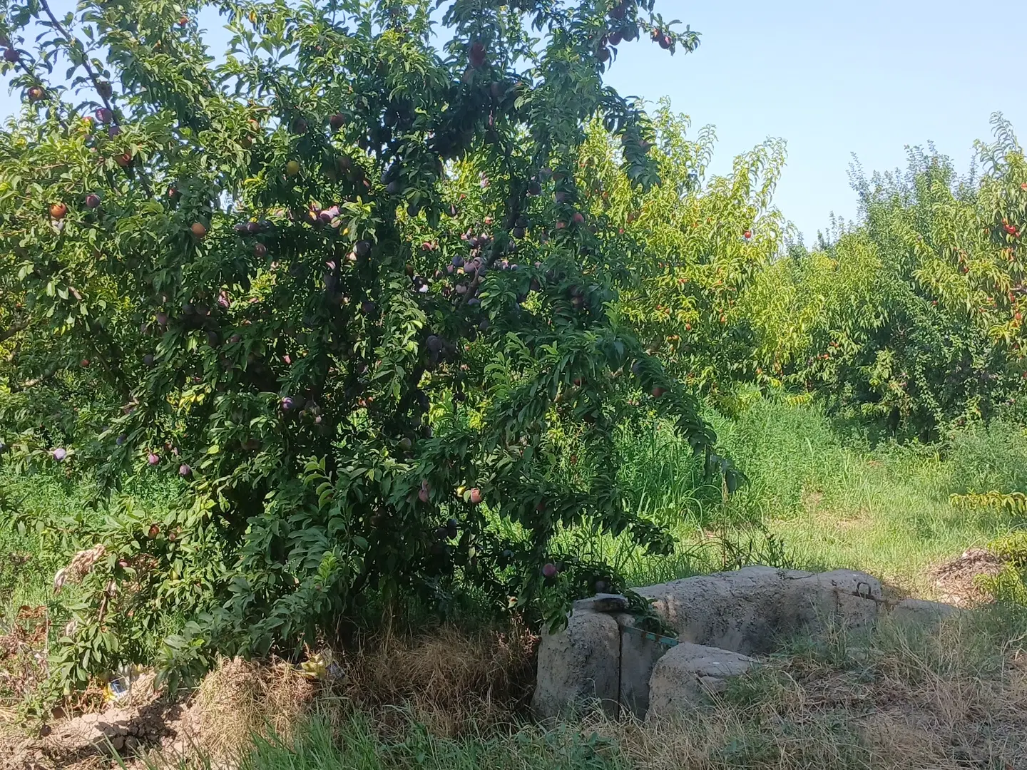 اجاره زمین برای کشت سیر مغانسر
