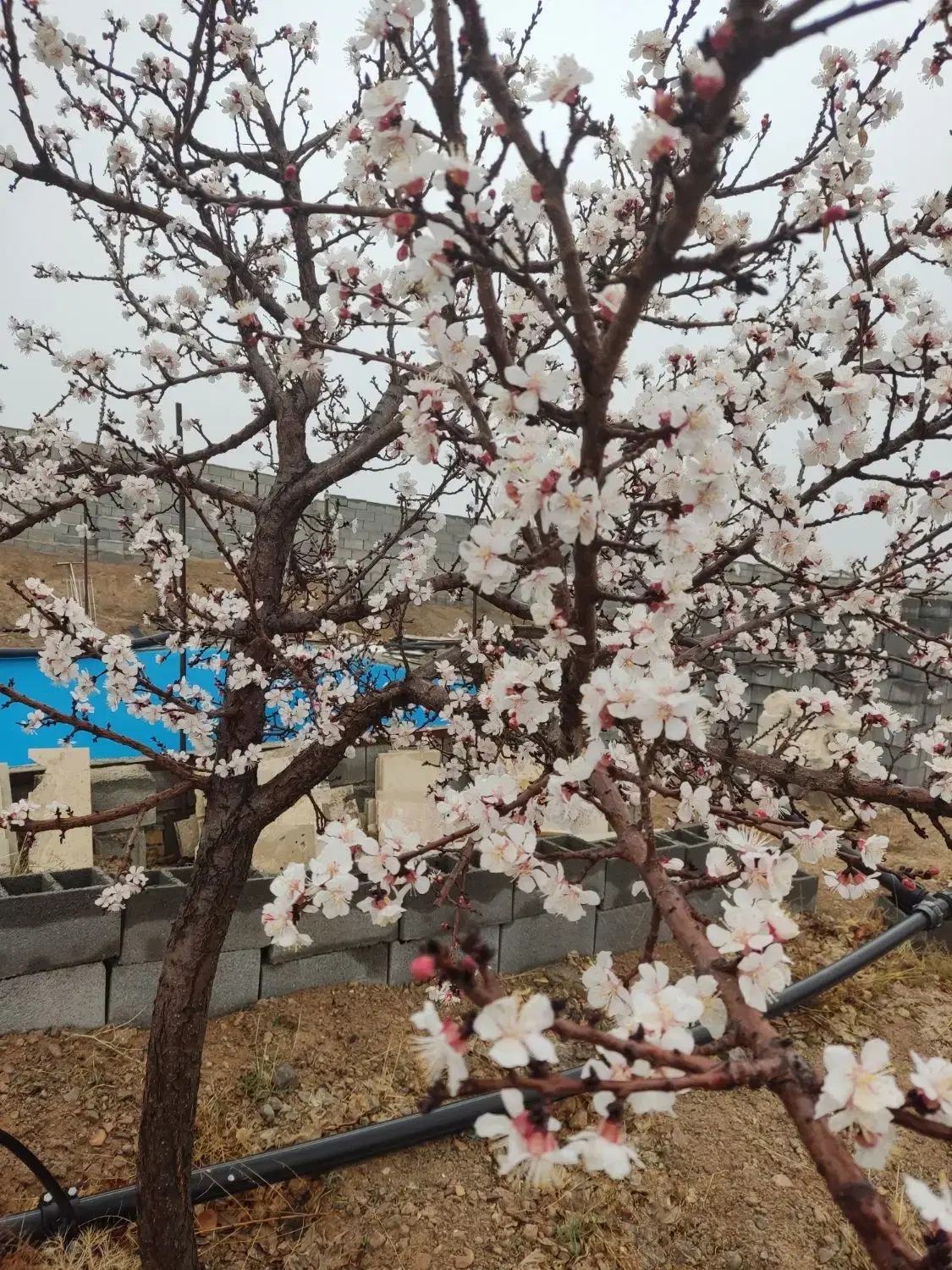باغ ویلای پسته ، ویوی ابدی