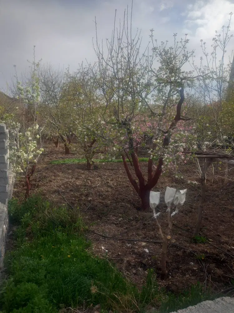 باغچه۳۳۰متری دردماوندجابان