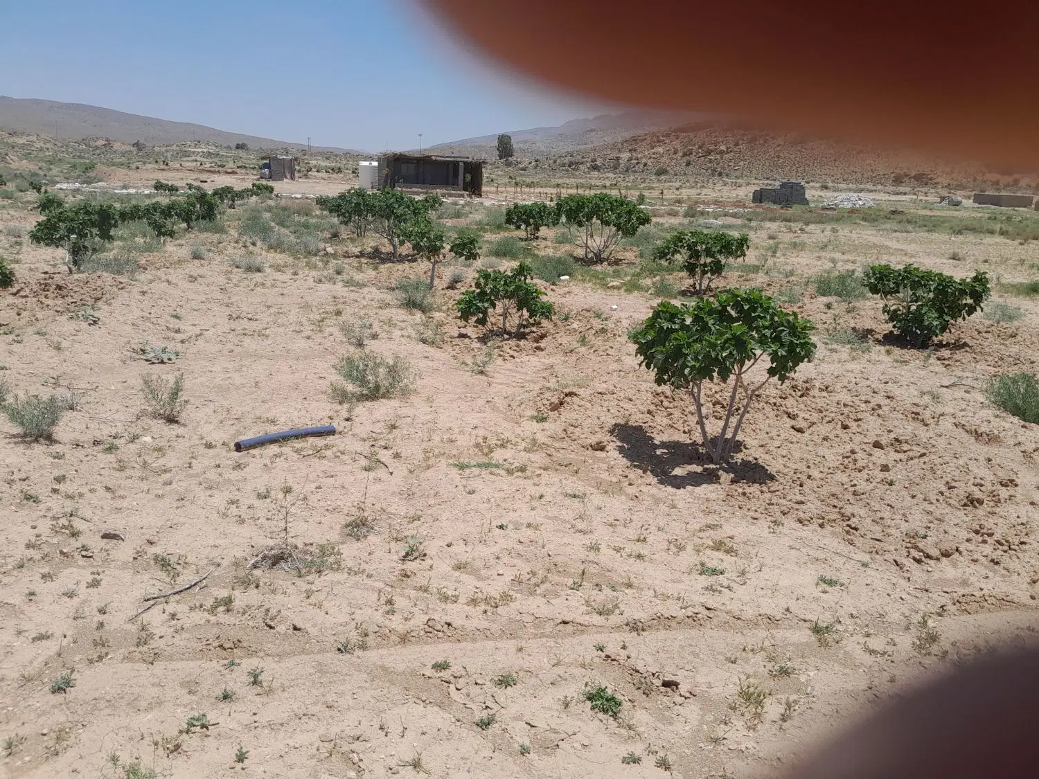 ملک انجیری
