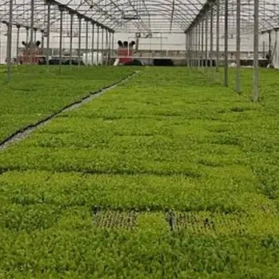 گلخانه صنعتی