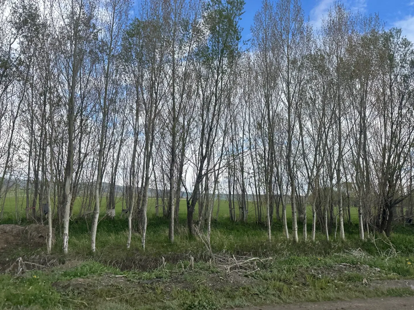 زمین برای باغ ویلا