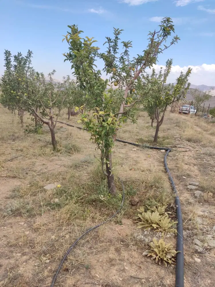 باغ هکتاری درختان مثمر فیروزکوه