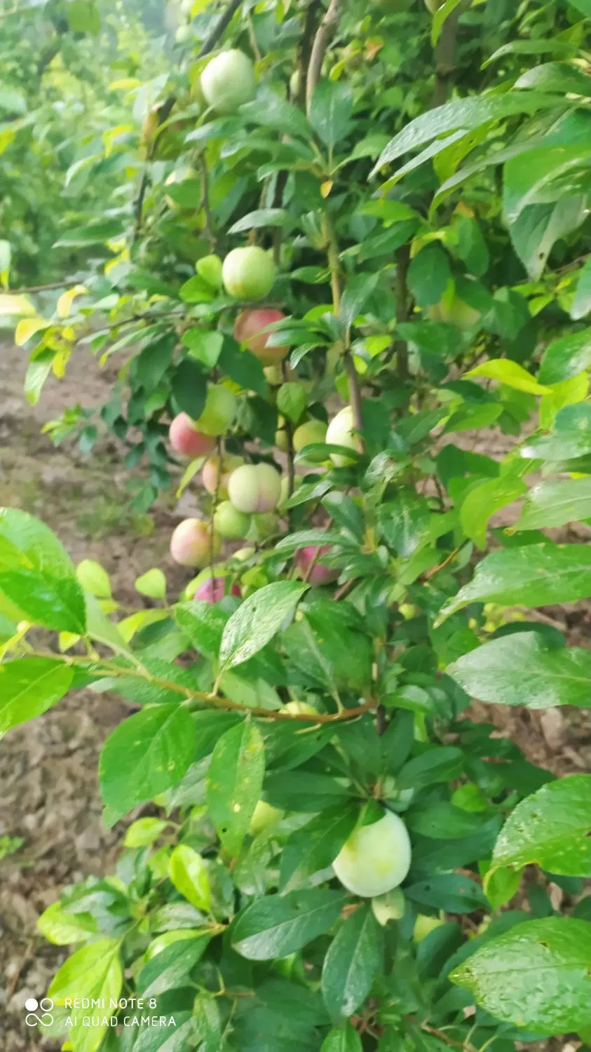 فروش میوه سر درختی آلو موریتانی