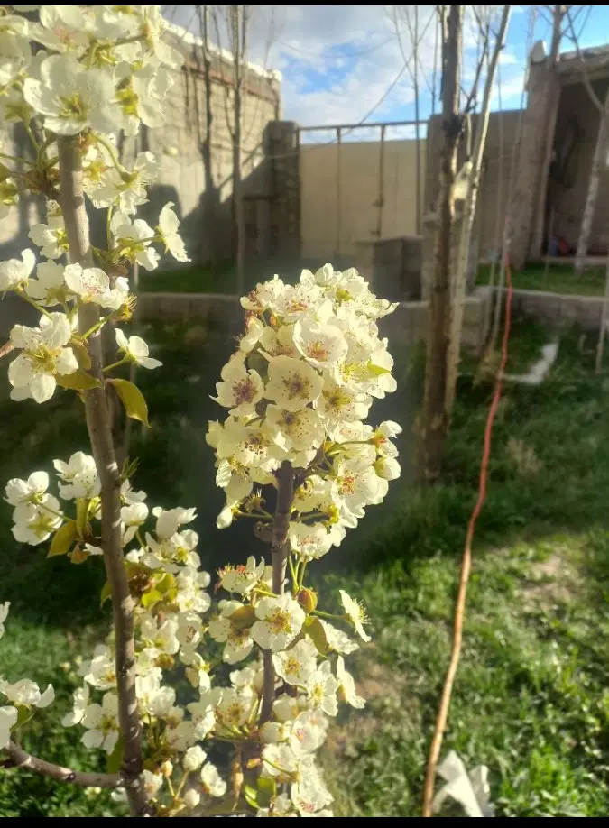 باغ در گلمغان ۲۴۰ متر
