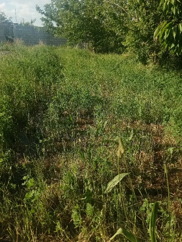 زمین کشاورزی و باغچه