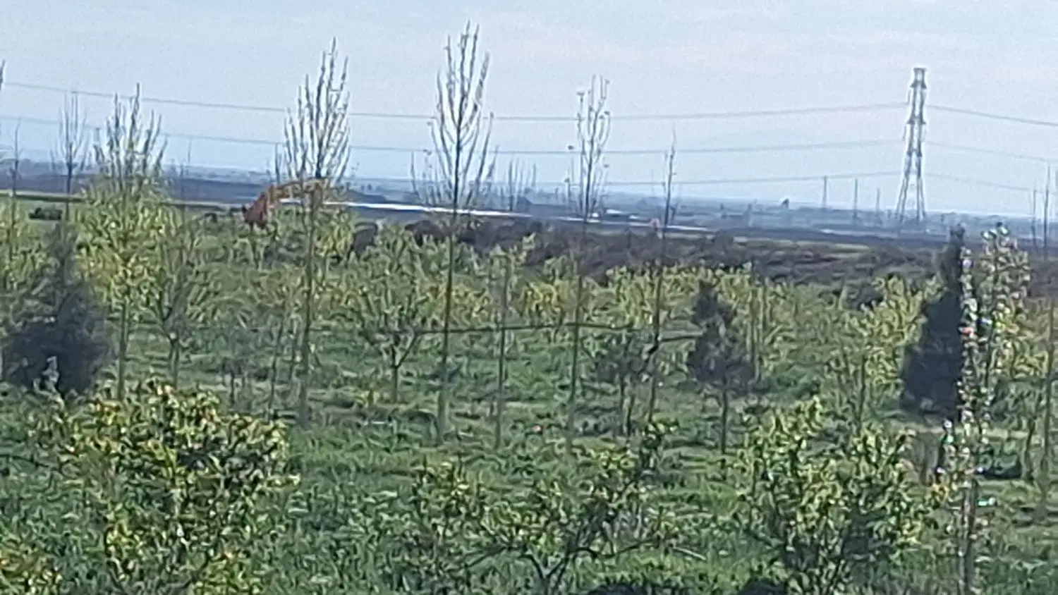 زمین باغی
