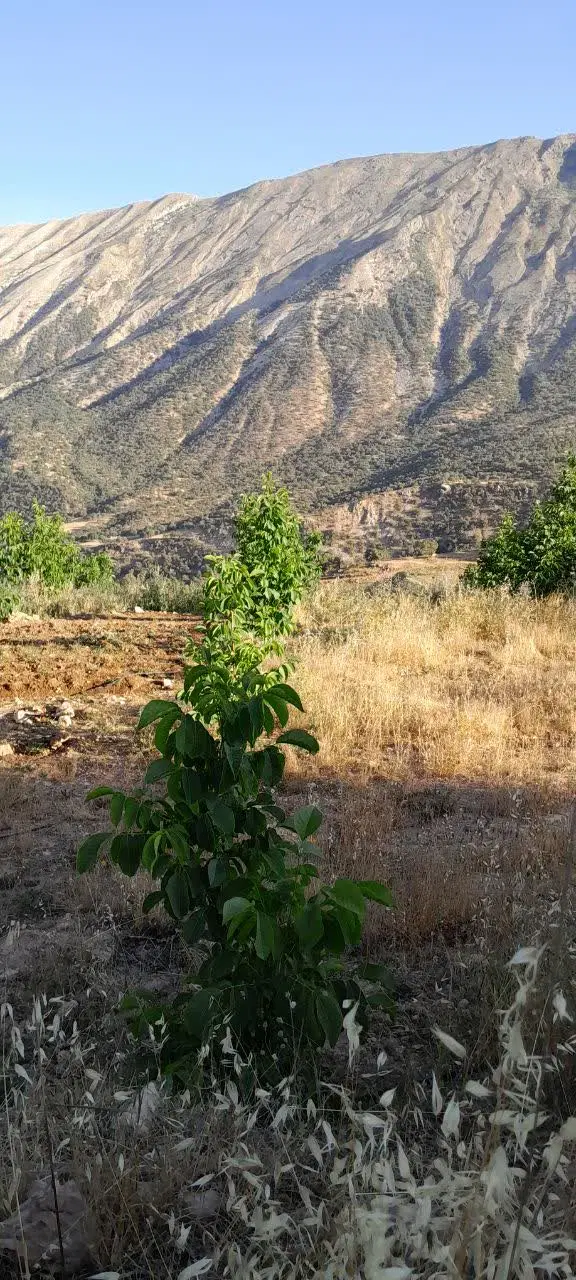 فروش باغ در وارک