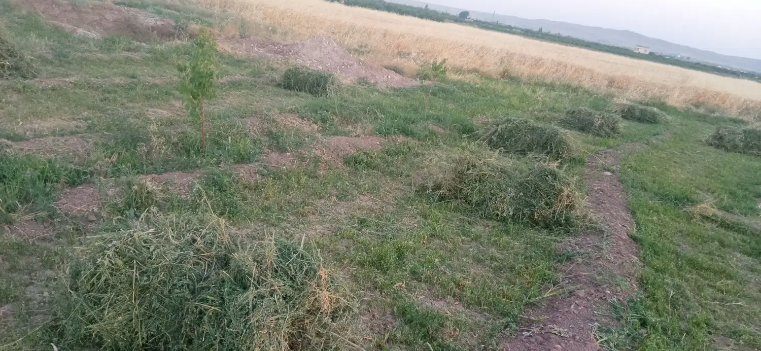 پنجاه باتمان یونجه زار