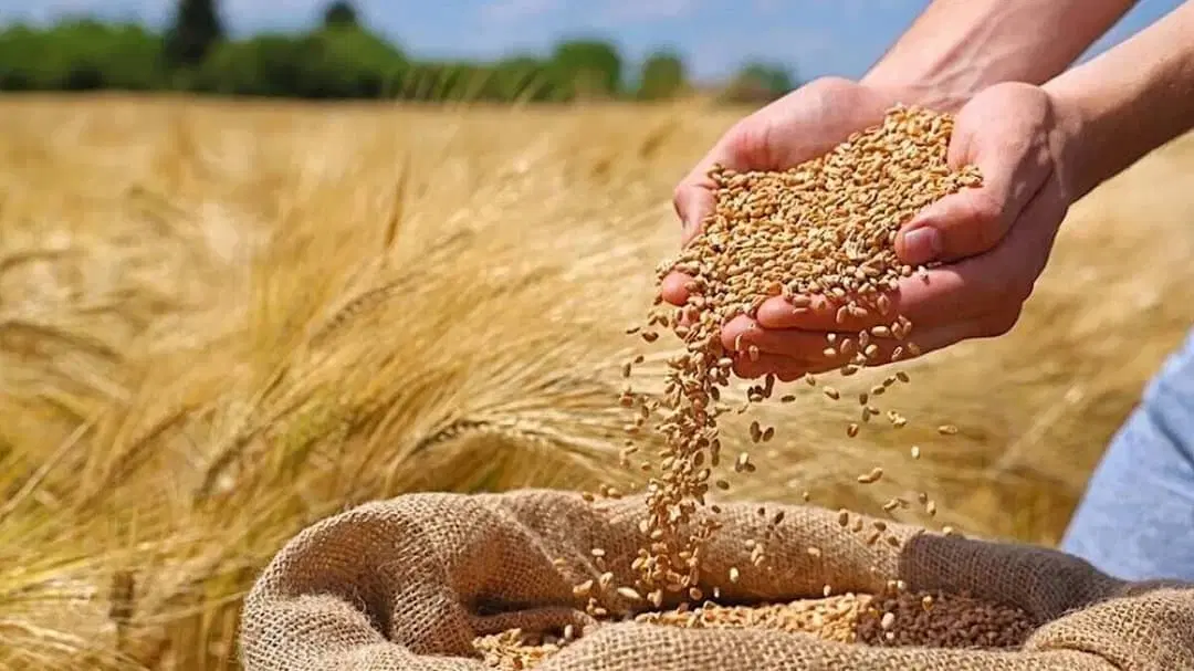 ۴ هزار متر زمین کشاورزی