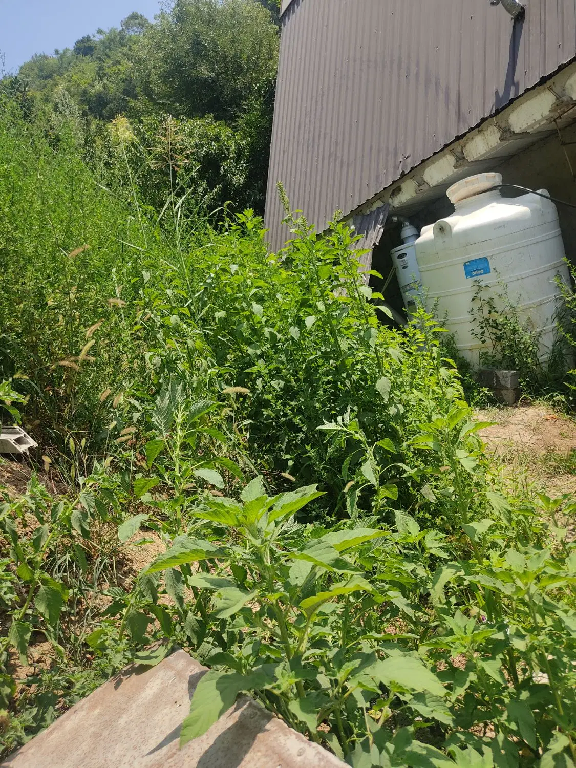 فروش زمین برای اجرای کلبه سوییسی درسه راه لفور