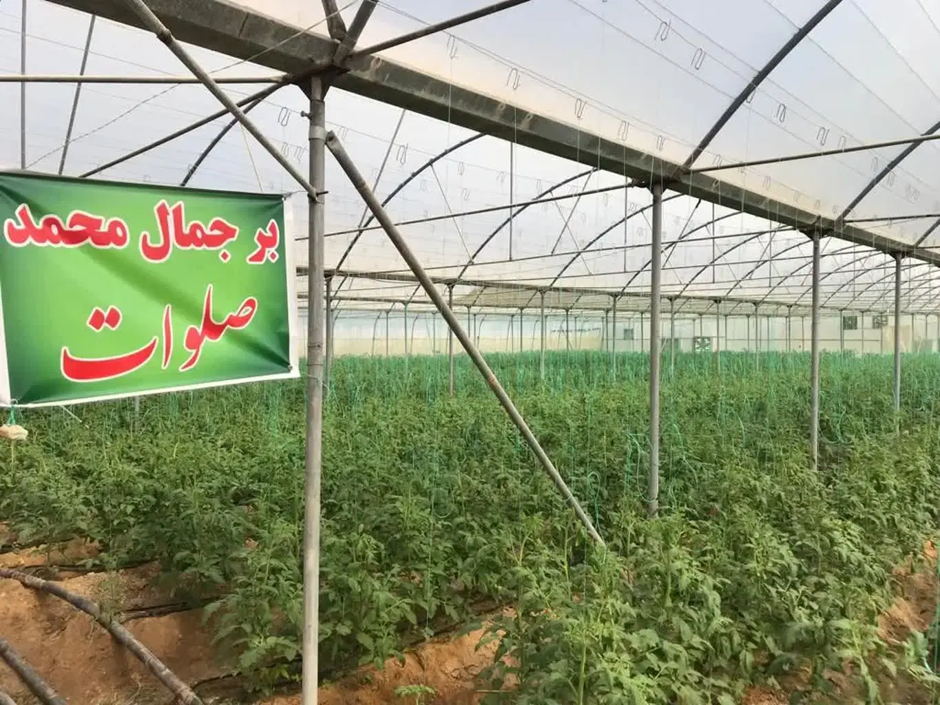 فروش زمین و گلخانه