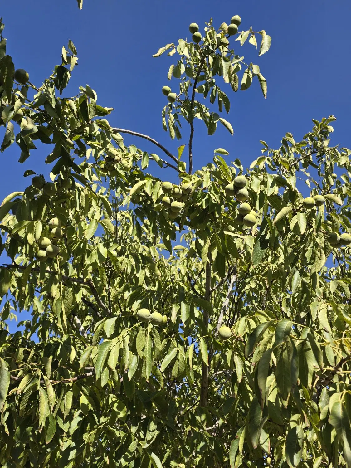باغ گردو