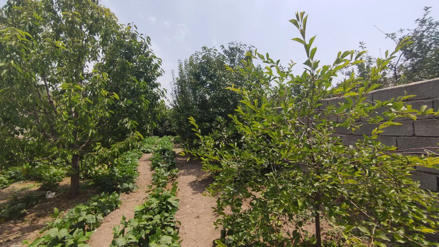 فروش باغ و زمین