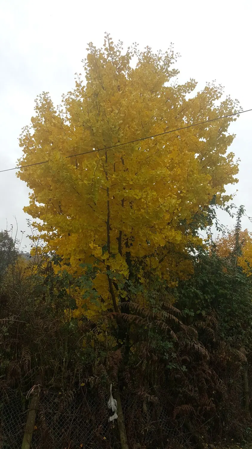 ۲۶۴ متر زمین ویلایی روستای دربند