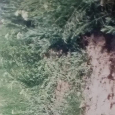 باغچه