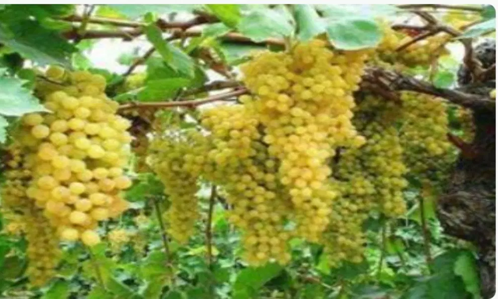 باغ انگور هفت ساله