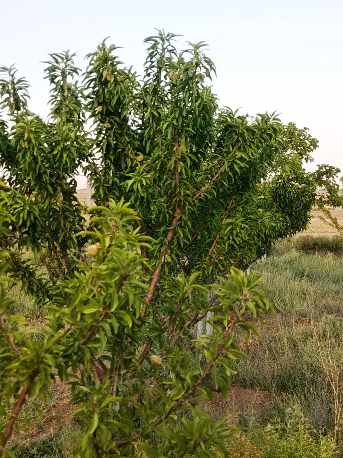 باغ ۵۰۰ متری
