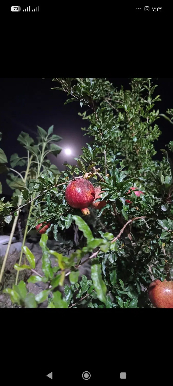 باغ فروشی